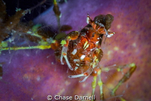 "Hairy Face"
A portrait of a Neck Crab sitting on a purp... by Chase Darnell 
